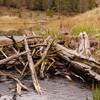 Beaver ponds!