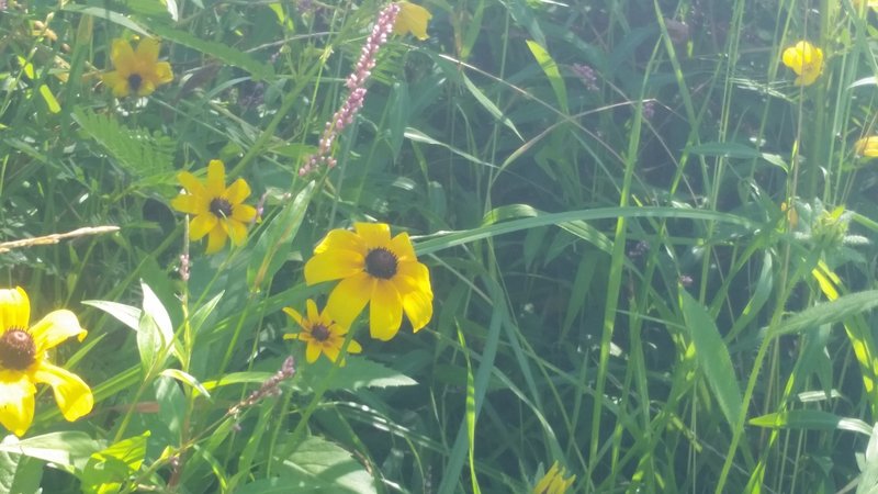 Wildflowers along the Canal.