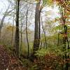 Chimney Tops Trail - through the fall foliage.