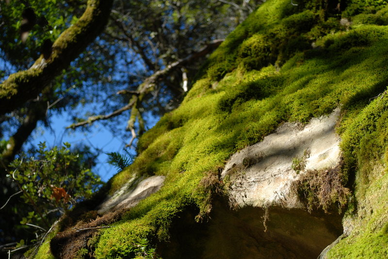 Mossy rocks in Castle Rock State Park.