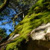 Mossy rocks in Castle Rock State Park.