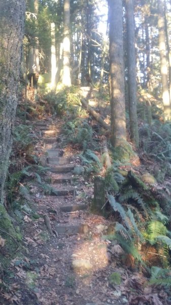 Steps cut into the trail by some volunteers. Hard to tell but it gets really steep here.