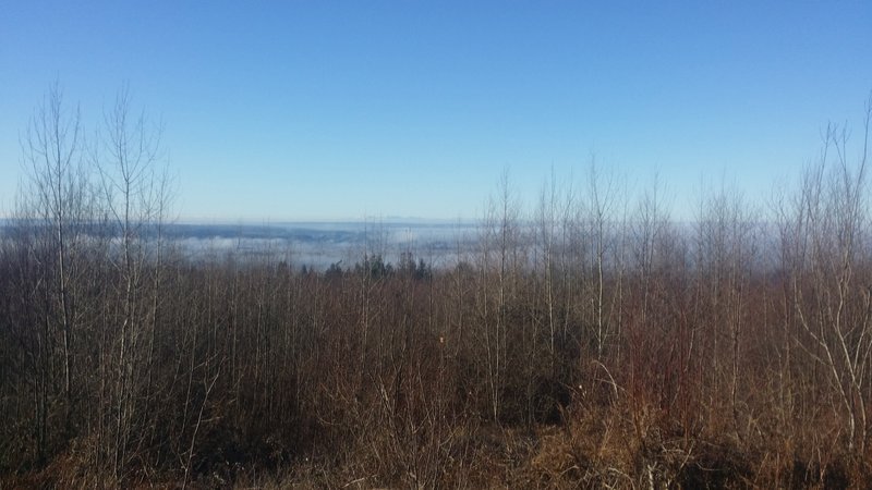 Popping out of the dense forest puts you on a plateau where you have some great views of the Fraser River and area (when it's not foggy).