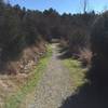 Brief singletrack segment of Pumpkin Loop Trail.