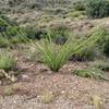 Local ocotillo - beautiful but they bite!