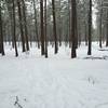 Enjoy this trail in the winter, through the trees heading away from the parking lot.