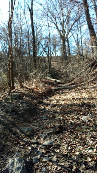 Tough uphill off of Forbidden Drive to get to the Yellow Trail.