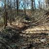 Tough uphill off of Forbidden Drive to get to the Yellow Trail.