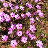 A flock of phlox on the trail to Garfield Peak.