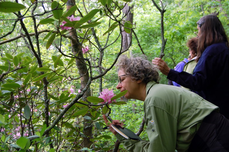 In May, the beautiful Catawba Rhododendron entice visitors with their colors and scent.