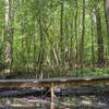 A boardwalk at Swift Creek Bluffs Nature Preserve in July.