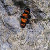 One of the many types of butterflies we saw. There was another that was larger with blue iridescent wings that I never could get a good picture of.