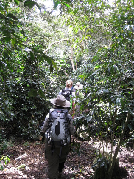 Making our way through the groves of coffee plants to Lucma Lodge.