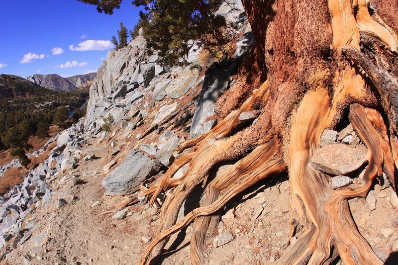 Root of pine tree.