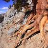 Root of pine tree.