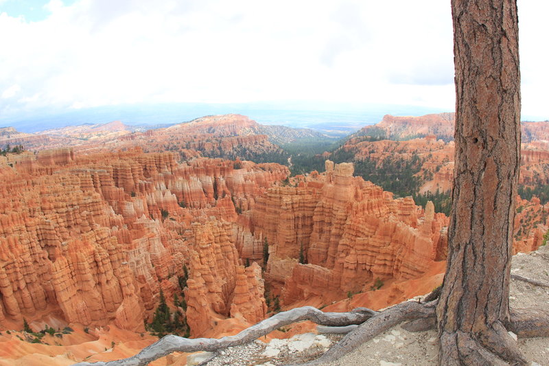 Tree and Hoodoo.