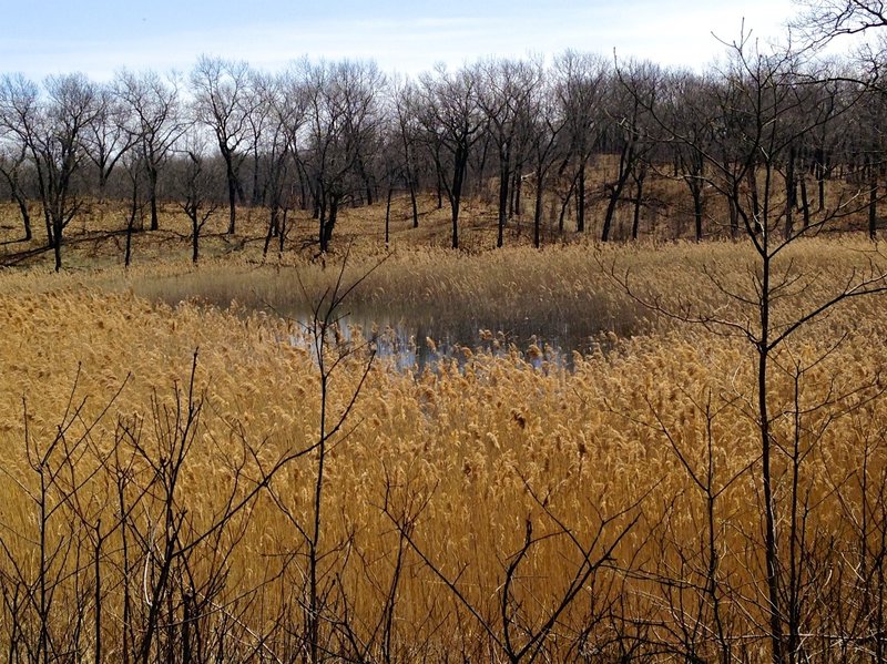 An interdunal pond with globally rare black oak savanna in the background.