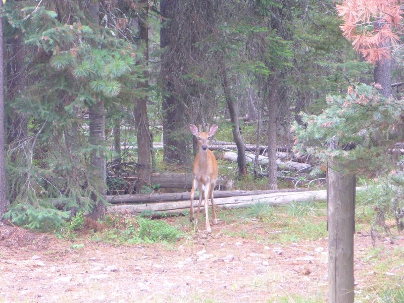 Just one of the many local resident deer along the Huckleberry Lookout Trail.