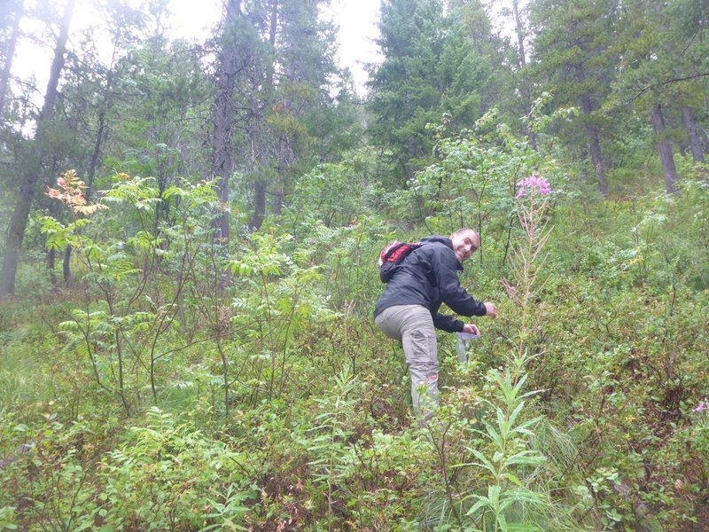 Enjoying a side-trail snack of fresh huckleberries on the appropriately named Huckleberry Lookout trail.