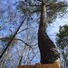 "Ferney" the big pine tree. It is big, but not sure of it's significance.