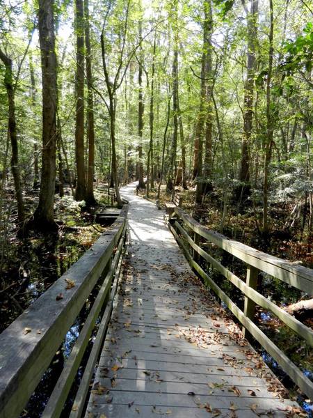 Portion of the boardwalk lowers down near the ground.