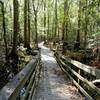 Portion of the boardwalk lowers down near the ground.