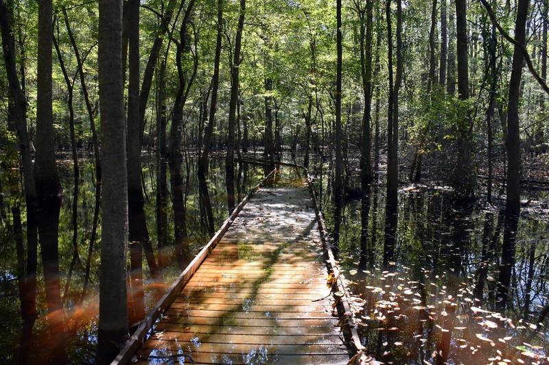 Lower boardwalk can be flooded. Check with the ranger or the website before you head out.