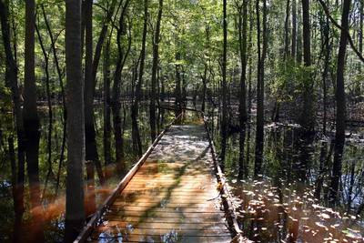 are dogs allowed at congaree national park