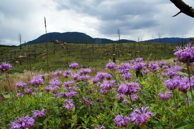 Wildflowers under dark skies in Buffalo Creek.