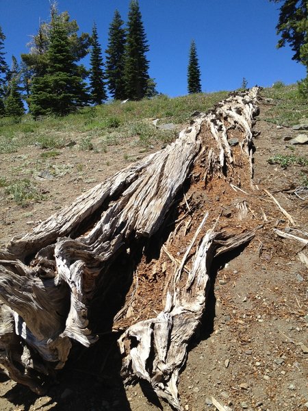 Grouse Ridge Trail.