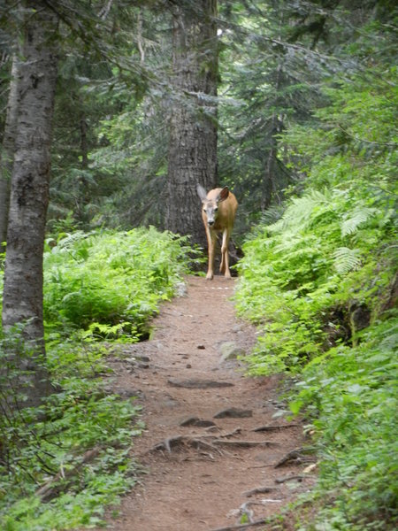 This woodland trail is perfect for viewing wildlife.