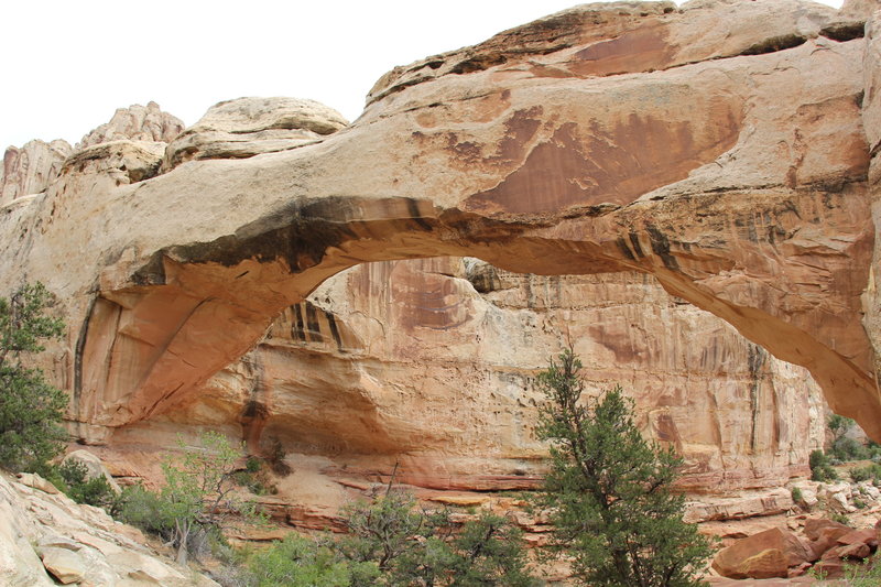 The Hickman Bridge is a spectacular formation, and well worth the trouble.