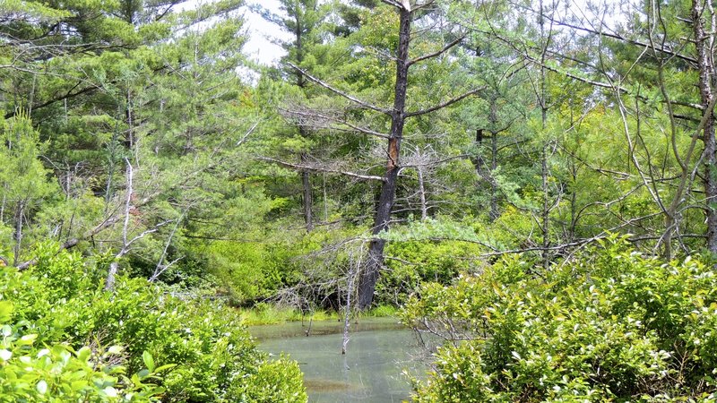 Pinhook Bog! The sphagnum moss is so thick that it supports full grown trees. The moss is floating on top of water. Amazing.