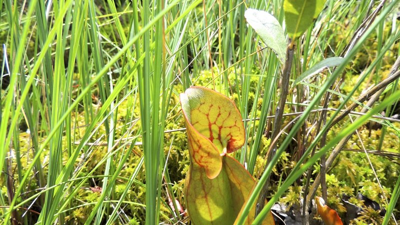 Pitcher plant at Pinhook Bog.