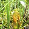 Pitcher plant at Pinhook Bog.