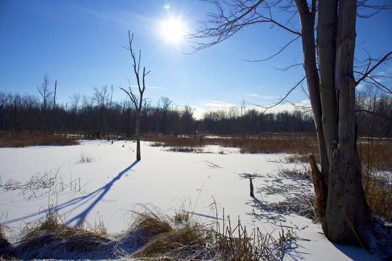 Winter view of the marsh.