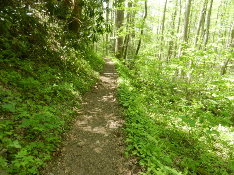 Cucumber Gap Trail - a nice trail in the woods.