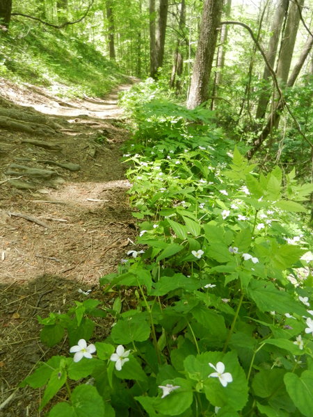 Path is well-worn and has a bit of root/rock exposure. Wildflowers border the trail during springtime.
