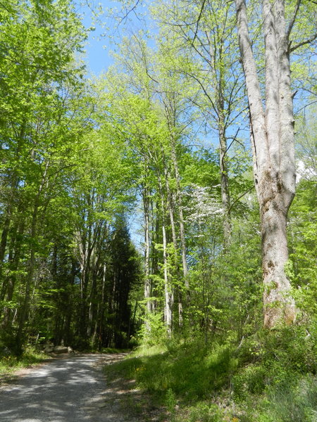 Jakes Creek Trail - gravel road.  Flowering trees during the springtime.