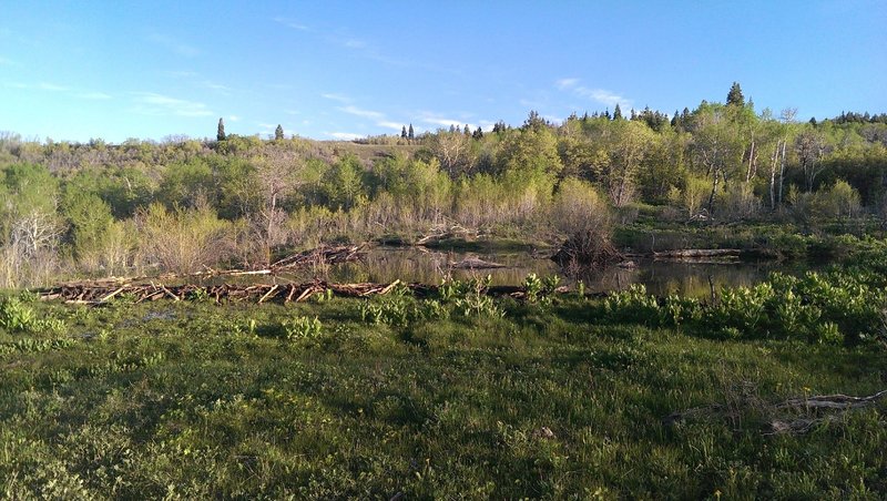 Beaver Pond