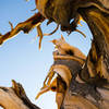 Bristlecone Pine.