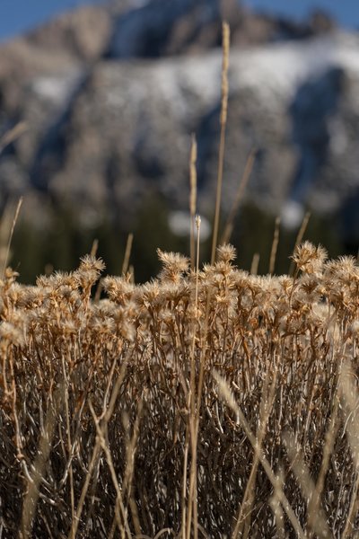 Enjoy some time laying in the grass and listening to the wind while looking at the Wheeler Peak.