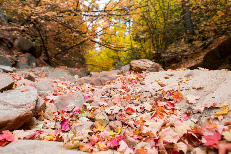 Best time to experience Zion (in my opinion) is in the autumn, just look at these colors!