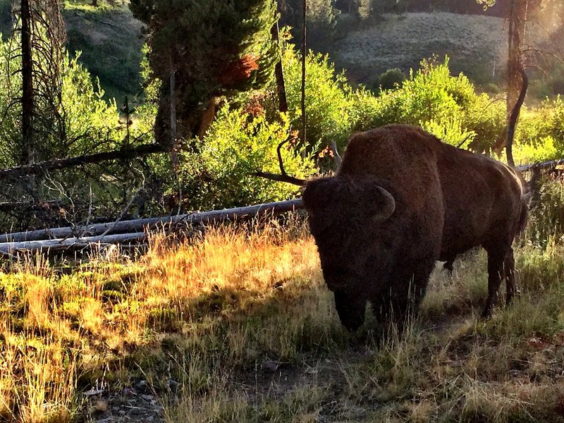 A buff wanders thru camp at 3L2 on Cache Creek. Use the downfall to your advantage when selecting a tent site!