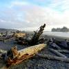 Interesting driftwood litter the beach in front of the parking area.