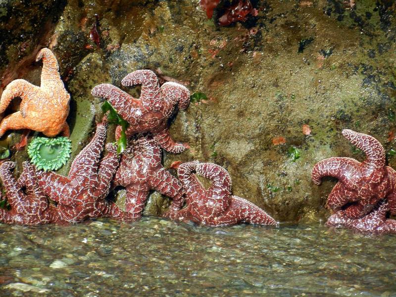 Colorful starfish in front of the seastacks.