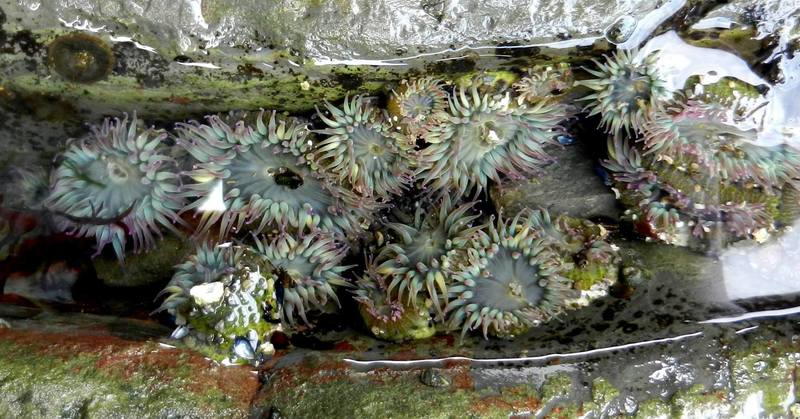 Anemone in the Hole-in-the-Wall.