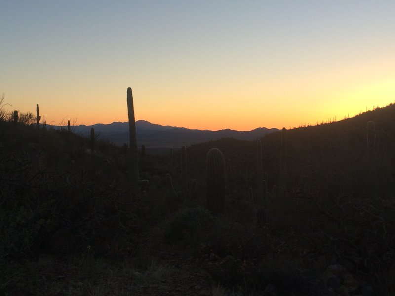 Sunset on the saguaros.