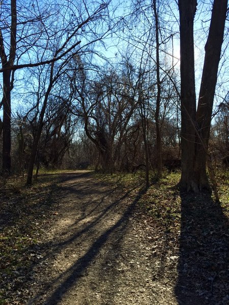 Shadows in the woods.