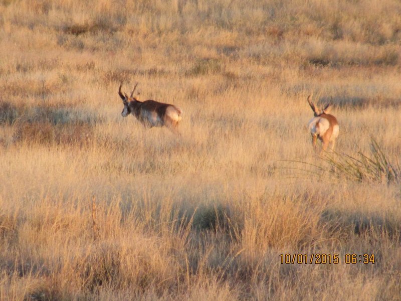 Local "residents" of the Iron King Trail.